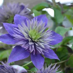 En lila klematis klättrar stolt på sin spaljé, med en magnifik blomma i fokus.