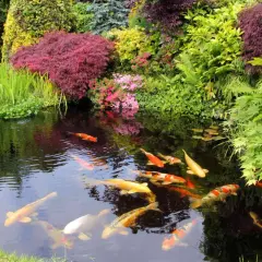 En vacker damm med koi-fiskar som simmar i det klara vattnet, omgiven av frodig grönska och blommor. En dröm för den som vill bygga damm.
