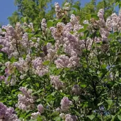 En frodig syrenbuske med lila blommor i full blom. Perfekt för att plantera syren och njuta av doften.