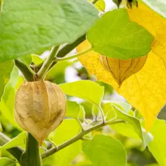 Physalis som växer i Sverige, med sina pappersliknande höljen som skyddar den söta frukten.