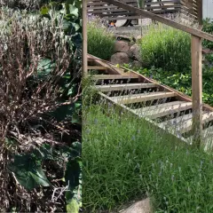 Före och efter: en vissnad lavendelbuske bredvid en trappa med frodig lavendel. Dags att klippa ner lavendel för att få den att blomstra igen.