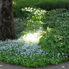 En matta av små vita blommor breder ut sig vid en stor trädstam. Solen lyser upp perenner sol, som skapar en drömsk scen i trädgården.