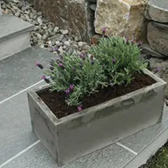 En rektangulär betongkruka med lavendel står på en stenlagd trappa. En vacker detalj för trädgården, som visar hur man kan gjuta krukor i betong.