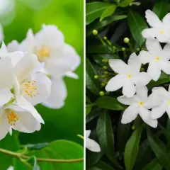 Två närbilder av vita jasminblommor. Till vänster en buske med fyllda blommor, till höger en med enkla stjärnformade blommor.