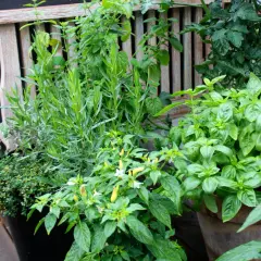 Grönskande örter och chiliplantor i krukor vid en träbänk. En härlig plats att odla dragon och andra smaker.