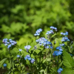 Små, blå blommor utomhus, som små himlar på jorden, lyser upp den gröna skogen.