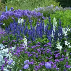 En lummig rabatt med en blå blomma perenn i fokus. Blandningen av lila och vita blommor skapar en vacker kontrast mot det gröna.