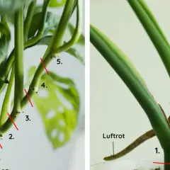 Så här tar du en paraplyaralia stickling. Bilden visar var du ska klippa för att få nya plantor.