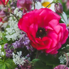En stor, fuchsiafärgad ranunkel perenn dominerar en blomsterbukett med små vita blommor och lila accenter.
