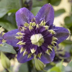 En mörklila klematis med ljusgröna spetsar blommar i skuggan.