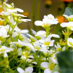En matta av vita perenner blommar i solljus. De små, delikata blommorna med gula mittpunkter skapar en drömsk scen.