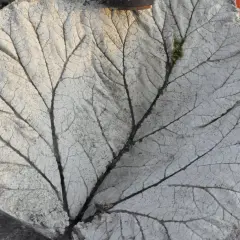 Detaljerad gjutning av rabarberblad i betong, med synliga ådringar och en liten mossfläck.