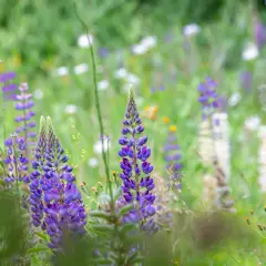 En äng fylld med lila lupin blomma och andra vilda blommor i mjukt fokus.