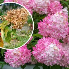 Här beskärs en hortensia. En hand med handske håller i en vissnad blomställning, medan friska rosa blommor syns i bakgrunden.