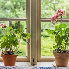 Två krukor med rosa pelargoner står i ett fönster. Utanför syns en grönskande trädgård, som om frosten precis dragit sig tillbaka.