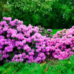 Enorm buske med lila rhododendronblommor i full blom. Grönskande träd i bakgrunden.