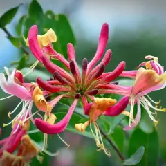 En närbild av en klunga kaprifol sorter i rosa, gult och vitt. Blommorna har långa, smala kronblad och utskjutande ståndare.