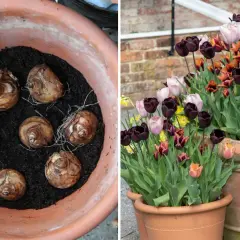 Tulpanlökar i kruka, redo att plantera tulpaner på våren. Bredvid blommar mörka, ljusa och orange tulpaner i krukor.