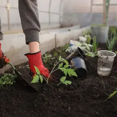 Hand med röd handske planterar tomatplanta i mullrik jord i växthus. Tomma krukor och vattenkopp ligger bredvid.