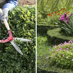 Händer med handskar klipper en grön buske med en stor röd sax. I bakgrunden blommar rosa och röda blommor i en trädgård.