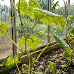 Cucumber plant with yellow, spotted leaves in a greenhouse.