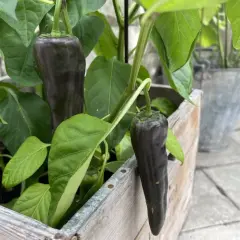 Mörka paprikor hänger från en planta i en trälåda. En fin påminnelse om att odla paprika inomhus för egen skörd.