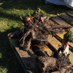 Rabarberplantor med kraftiga rötter och nya skott ligger på en träpall. Perfekt att dela rabarber för att få fler plantor.