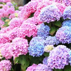 En tät samling av hortensia sorter i nyanser av rosa, lila och blått. Blommorna bildar stora, runda klasar som täcker nästan hela bilden.