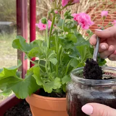 En hand tar kaffesump med en sked ur ett glasburk. Kanske för att ge näring åt rabarberplantan i krukan.