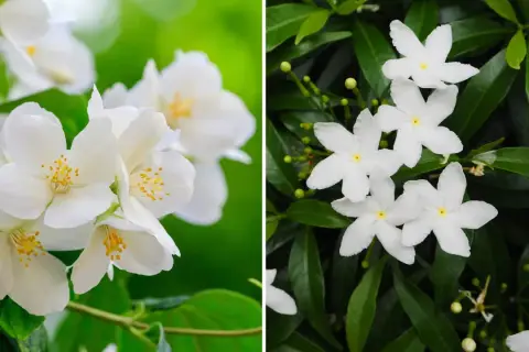 Två närbilder av vita jasminblommor. Till vänster en buske med fyllda blommor, till höger en med enkla stjärnformade blommor.