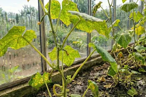 Cucumber plant with yellow, spotted leaves in a greenhouse.