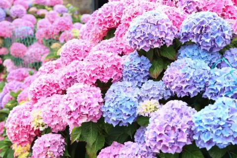 En tät samling av hortensia sorter i nyanser av rosa, lila och blått. Blommorna bildar stora, runda klasar som täcker nästan hela bilden.