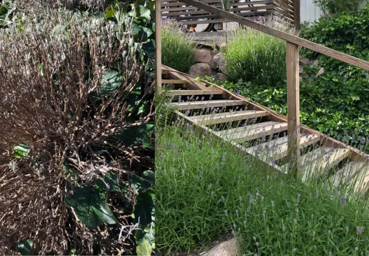 Före och efter: en vissnad lavendelbuske bredvid en trappa med frodig lavendel. Dags att klippa ner lavendel för att få den att blomstra igen.