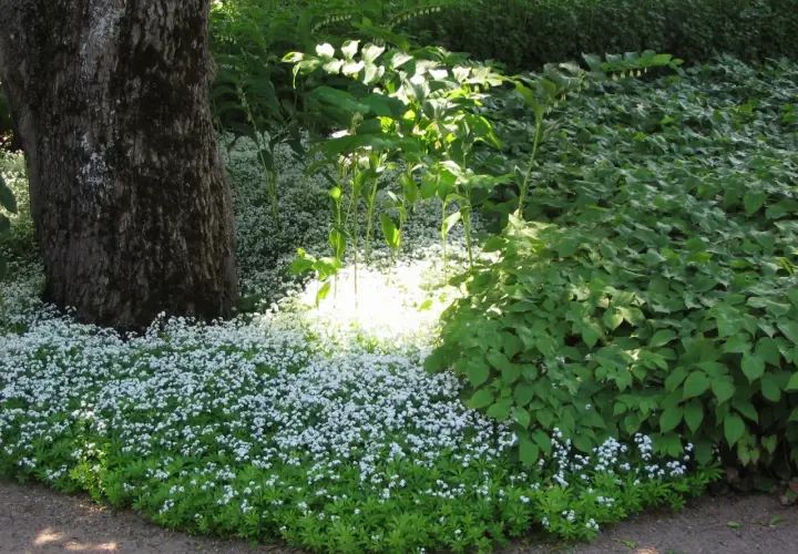 En matta av små vita blommor breder ut sig vid en stor trädstam. Solen lyser upp perenner sol, som skapar en drömsk scen i trädgården.
