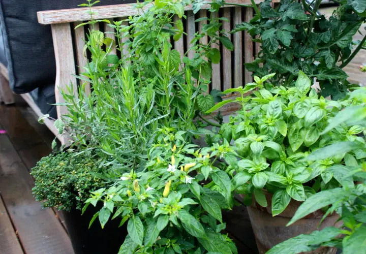Grönskande örter och chiliplantor i krukor vid en träbänk. En härlig plats att odla dragon och andra smaker.