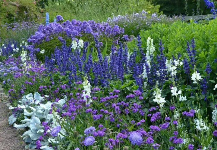 En lummig rabatt med en blå blomma perenn i fokus. Blandningen av lila och vita blommor skapar en vacker kontrast mot det gröna.