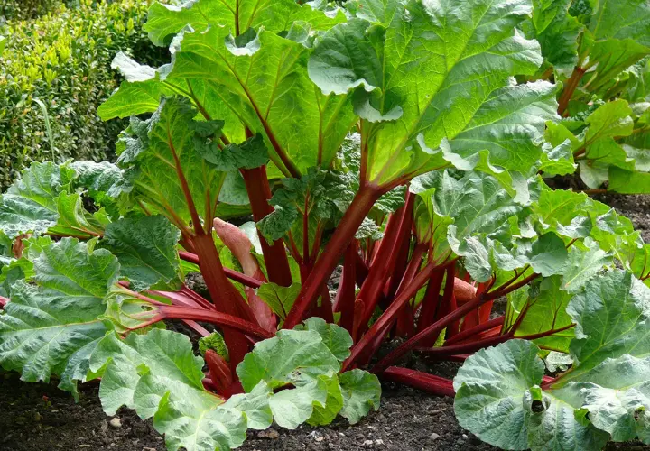 En frodig rabarberplanta med stora, gröna blad och röda stjälkar. Perfekt för att plantera rabarber i trädgården för framtida skörd.