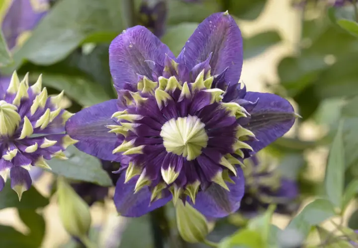En mörklila klematis med ljusgröna spetsar blommar i skuggan.