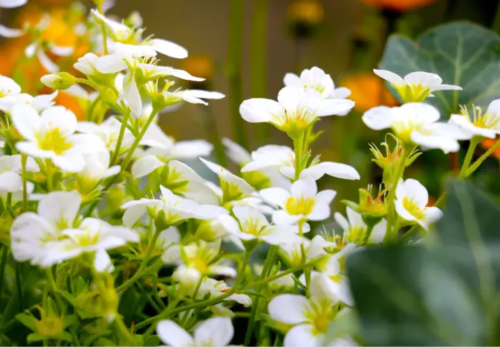 En matta av vita perenner blommar i solljus. De små, delikata blommorna med gula mittpunkter skapar en drömsk scen.