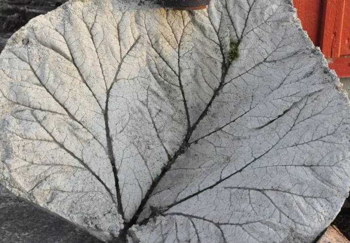 Detaljerad gjutning av rabarberblad i betong, med synliga ådringar och en liten mossfläck.