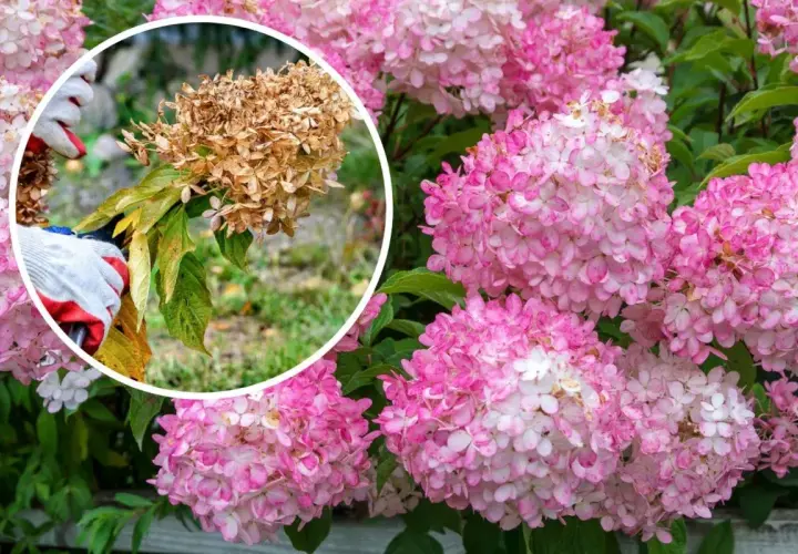 Här beskärs en hortensia. En hand med handske håller i en vissnad blomställning, medan friska rosa blommor syns i bakgrunden.