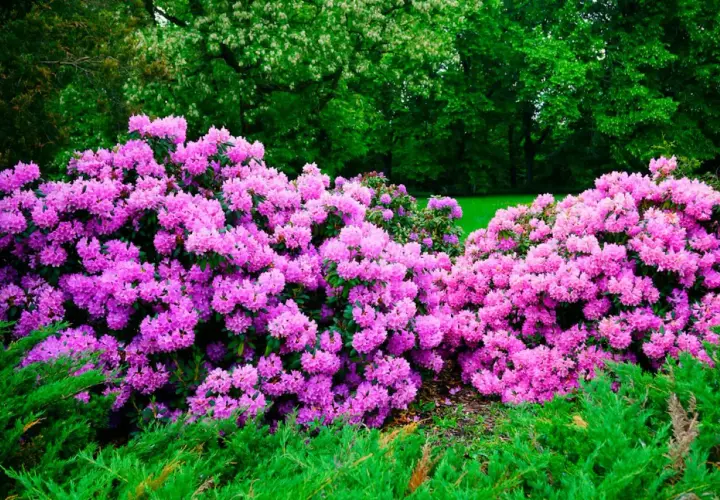 Enorm buske med lila rhododendronblommor i full blom. Grönskande träd i bakgrunden.