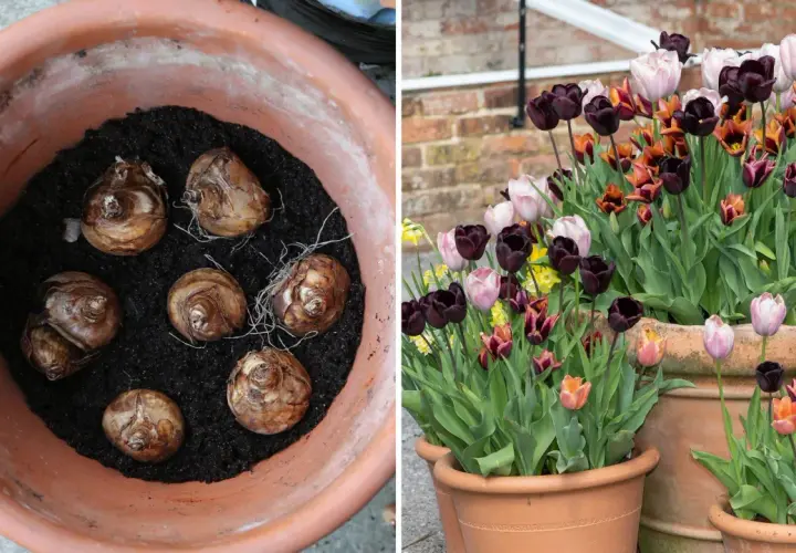 Tulpanlökar i kruka, redo att plantera tulpaner på våren. Bredvid blommar mörka, ljusa och orange tulpaner i krukor.