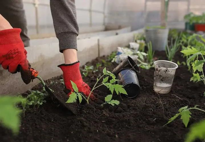 Hand med röd handske planterar tomatplanta i mullrik jord i växthus. Tomma krukor och vattenkopp ligger bredvid.