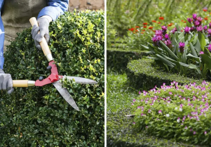 Händer med handskar klipper en grön buske med en stor röd sax. I bakgrunden blommar rosa och röda blommor i en trädgård.