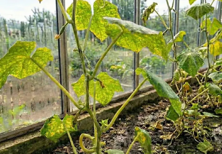 Cucumber plant with yellow, spotted leaves in a greenhouse.