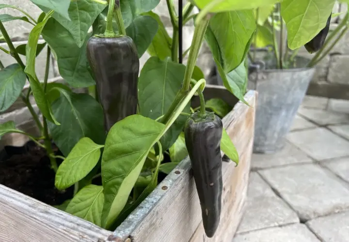 Mörka paprikor hänger från en planta i en trälåda. En fin påminnelse om att odla paprika inomhus för egen skörd.