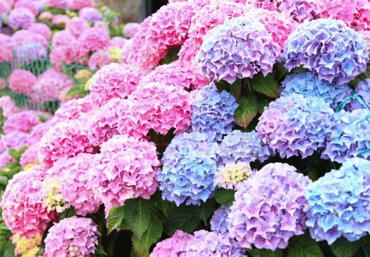 En tät samling av hortensia sorter i nyanser av rosa, lila och blått. Blommorna bildar stora, runda klasar som täcker nästan hela bilden.