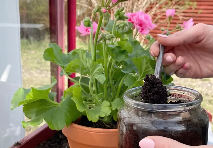 En hand tar kaffesump med en sked ur ett glasburk. Kanske för att ge näring åt rabarberplantan i krukan.