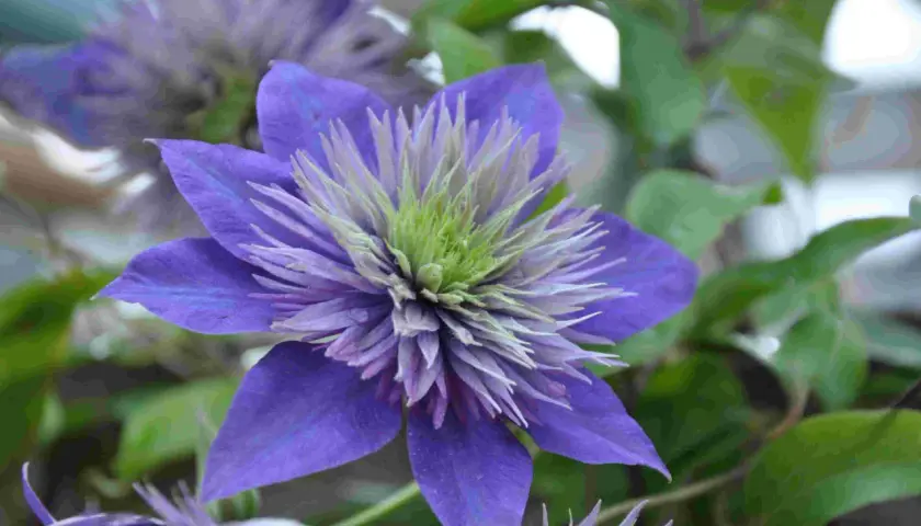 En lila klematis klättrar stolt på sin spaljé, med en magnifik blomma i fokus.